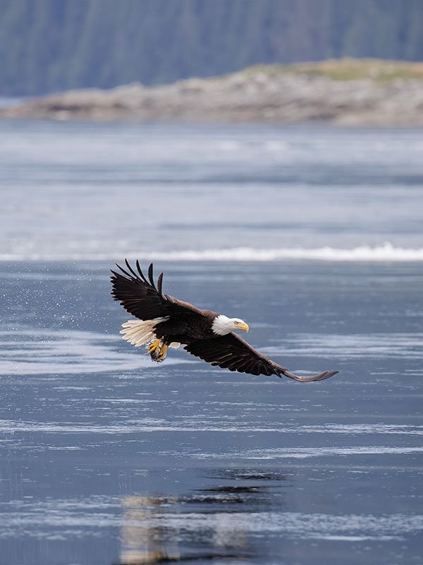 Bald Eagle in flight
