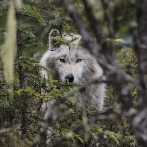 A gray wolf peers through dense forest branches, its face partially obscured by foliage, with alert yellow eyes focused forward. The scene is set in a lush, natural woodland environment.