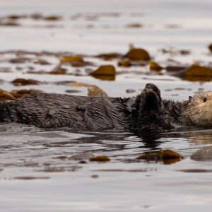 A sea otter floats on its back in shallow water, surrounded by brown rocks and seaweed, with its head up and one paw raised above the surface.