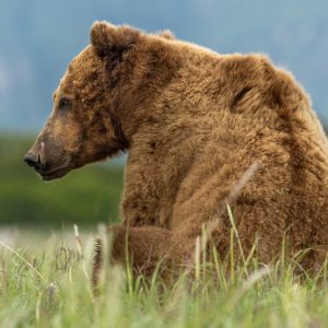 A large brown bear with soft, shaggy fur sits in tall green grass at Alaska Bear Camp 2026, facing left. The background is blurred greenery and distant mountains beneath a cloudy sky.