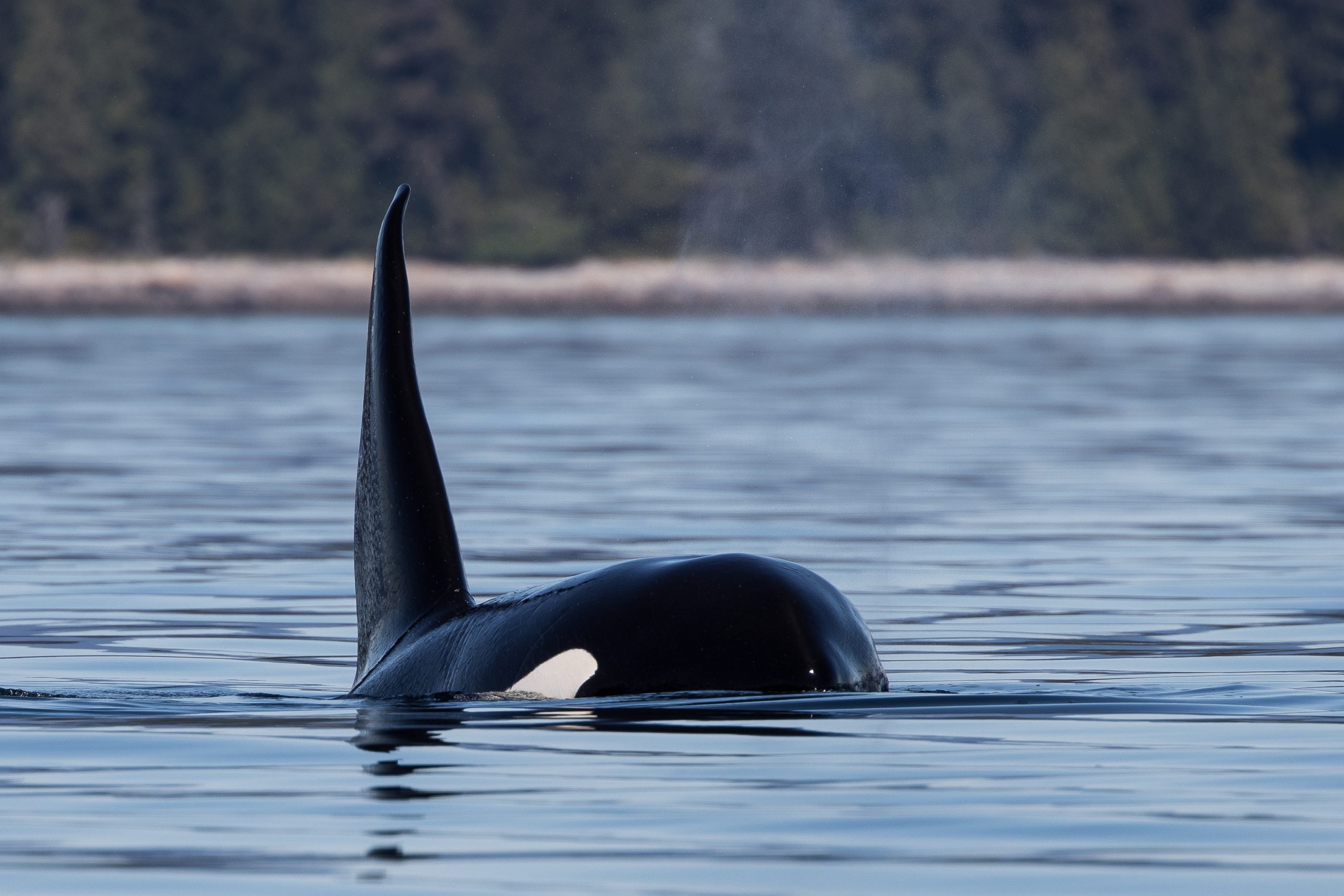 #3 A large orca surfaces in calm blue water, showing its tall dorsal fin and a white patch near its eye, with a blurred forested shoreline in the background.