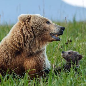 At Alaska Bear Camp 2026, a brown bear sits in tall green grass, looking down at a curious cub while a mountain forms the scenic backdrop.