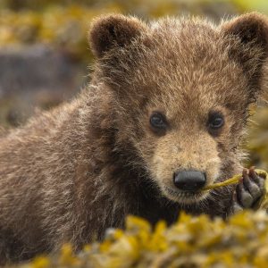 A curious brown bear cub sits amid yellowish foliage, nibbling on a plant stem and gazing at the camera—experience moments like this at Alaska Bear Camp 2026.