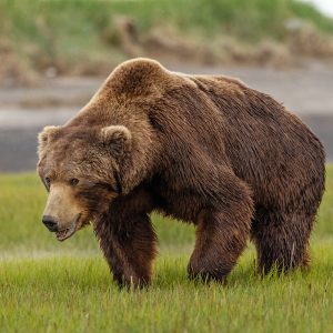 A large brown bear walks through tall green grass, looking alert with its mouth slightly open. The background is blurred with earthy tones and patches of vegetation.