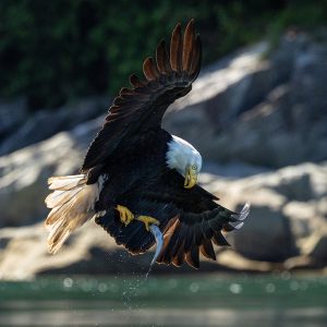 A bald eagle swoops downward with its talons extended above water, droplets trailing behind, with rocky terrain and greenery blurred in the background.